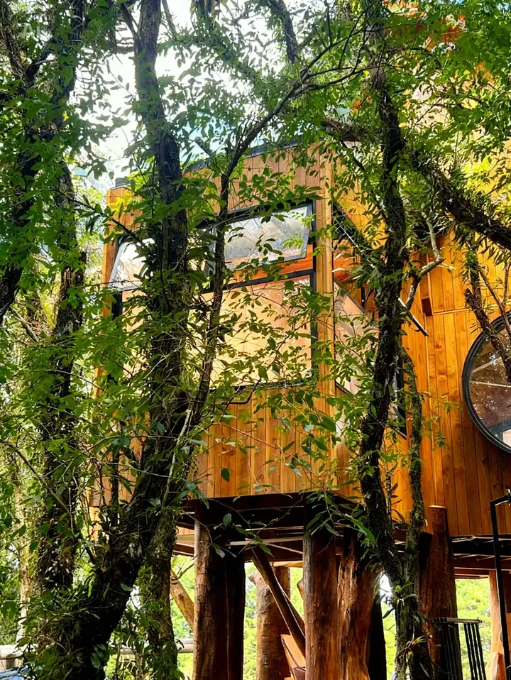 A Casa na Árvore Ninho dos Pássaros entre os troncos e as copas do bosque